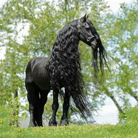 Black Friesian Horse In 2020 Horses Most Beautiful Horses Beautiful
