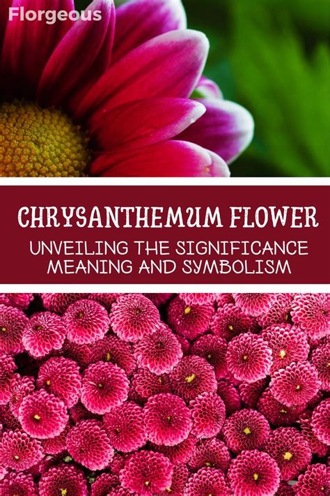 Explore The Profound Meaning And Symbolism Behind Chrysanthemum Flowers