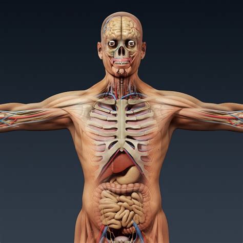 Human Anatomy 3d Model Biological Science Picture Directory