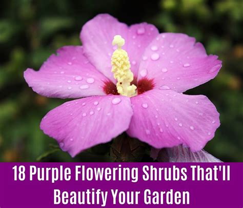 18 Purple Flowering Shrubs Thatll Beautify Your Garden Diy And Crafts