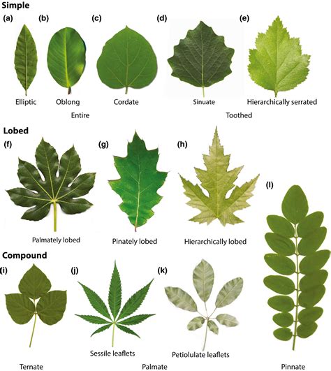 A Common Developmental Program Can Produce Diverse Leaf Shapes