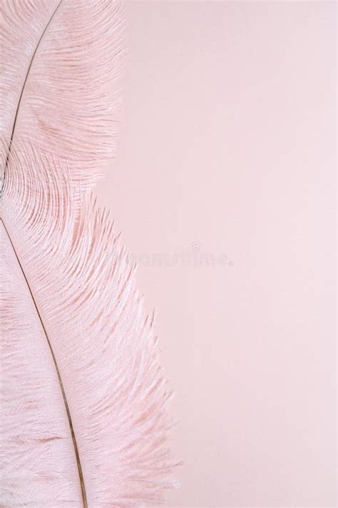 Pink Pastel Feathers On Pink Background With Copy Space Flat Lay Top