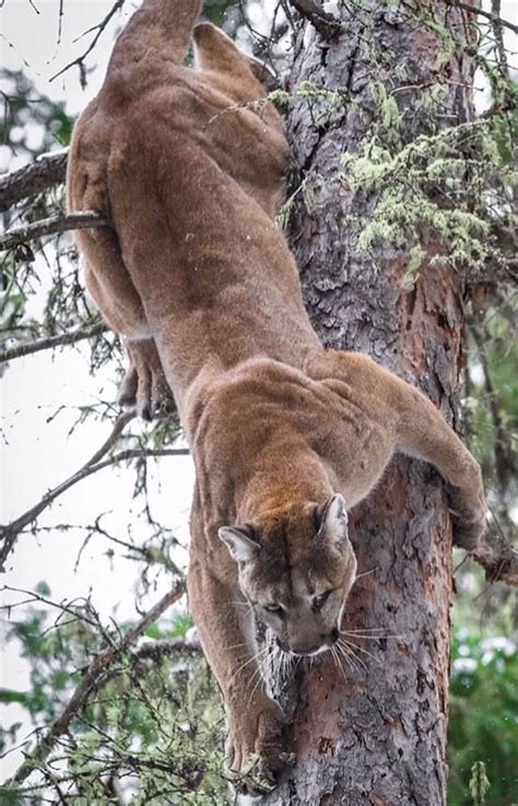 Pin By Hbsdesign On Animals Wild Cats Animal Photography Wildlife