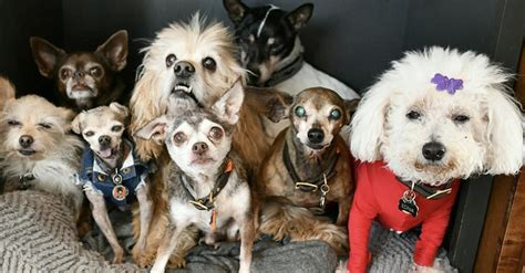 Colorado Man Adopts 10 Unwanted Senior Dogs From Shelter 22 Words