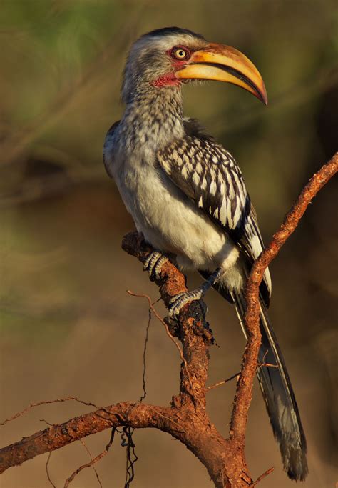 Southern Yellow Billed Hornbill South African Birds African Wildlife