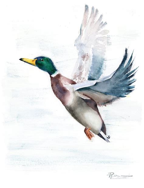 Mallard Duck 2020 Watercolour By Olga Shefranov Duck Art