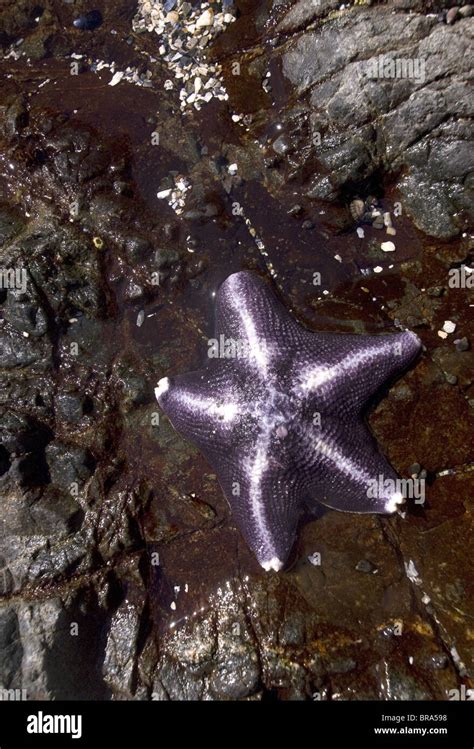 Bat Star Asterina Miniata Broken Island Group Pacific Rim National