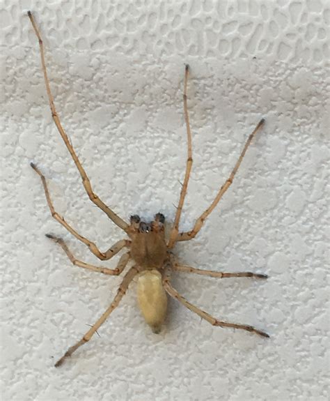 Male Cheiracanthiidae Prowling Spiders In El Segundo California