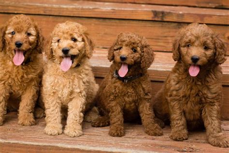 We specialize in moyen & standard size poodles & petite, mini & medium size goldendoodles. Puppies