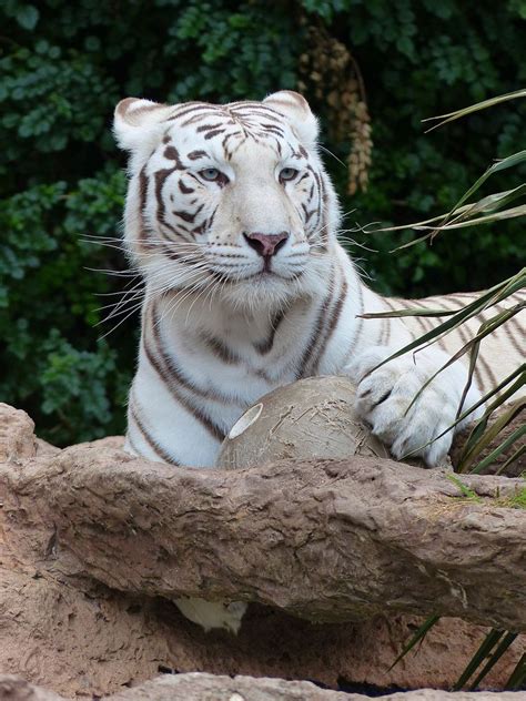 White Bengal Tiger Original Public Free Photo Rawpixel