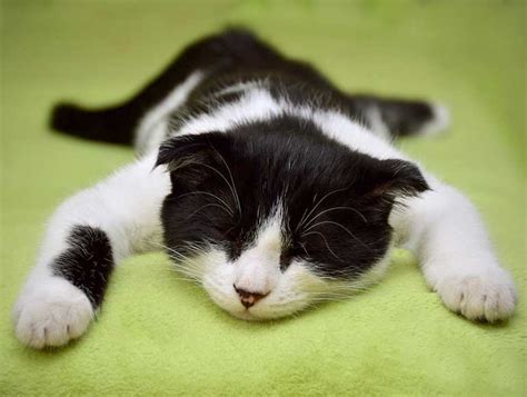 8 Reasons You Should Never Let Your Cat Sleep In Your Bed