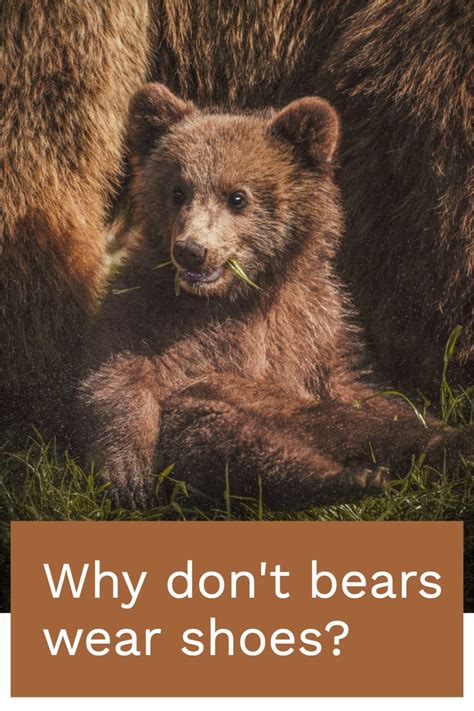 Why Dont Bears Wear Shoes Dad Jokes Jokes Bear