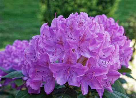 State Flower Of West Virginia Rhododendron Symbol Hunt