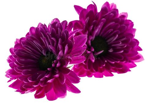 Daisy Flower Stock Photo Image Of Flowering Macro 174067638