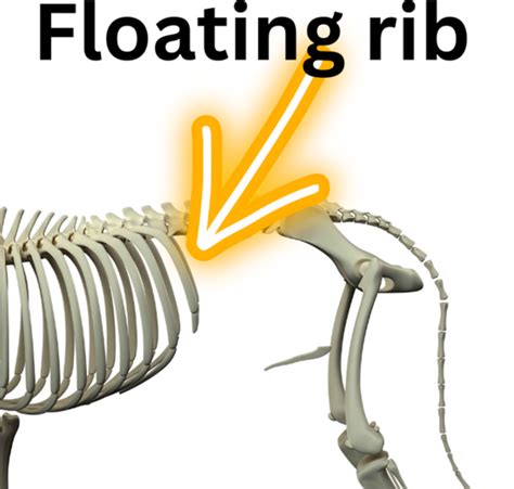 What Are Floating Ribs In Dogs All You Need To Know Dog Discoveries