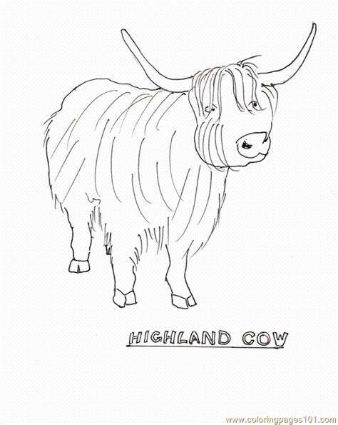 Highland Cow Colouring Pages Coloring Home
