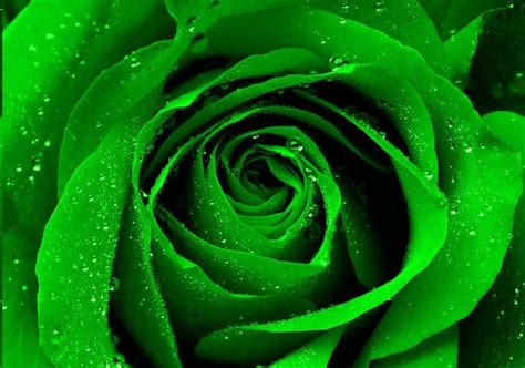How To Make Green Roses A Simple Step By Step Guide Hubpages