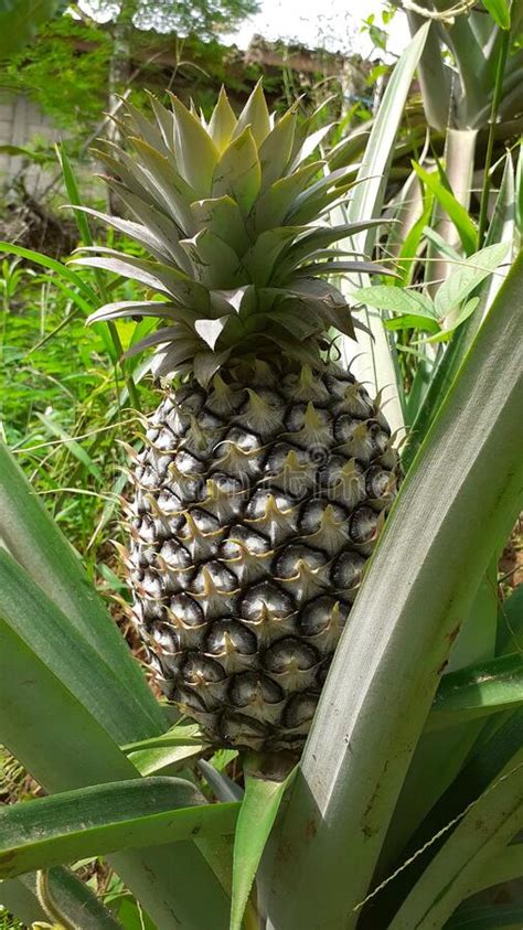 Pineapple Fruit Growing Plants In Tropical Garden Big Pineapple Grown