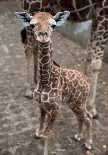 One Week Old Giraffe Baby Детёныш жирафа неделю от роду Cute Baby