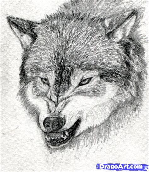 How To Draw A Wolf Snarling At How To Draw