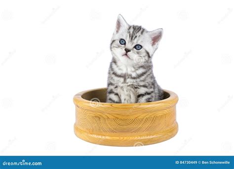 Young Silver Tabby Cat Sitting In Wooden Bowl Stock Image Image Of