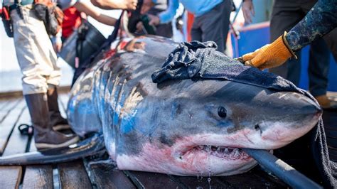 Great synonyms, great pronunciation, great translation, english dictionary definition of great. American researchers tag great white sharks off Nova ...