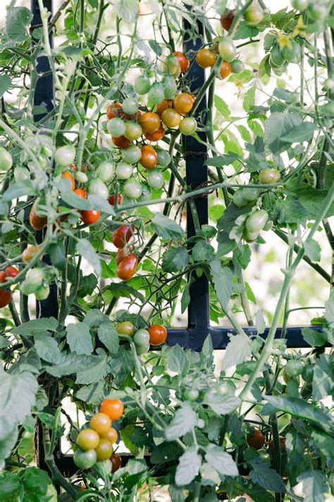 How Long Does It Take A Tomato To Ripen On The Vine Gardenary