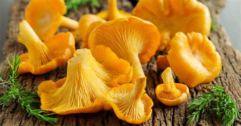 3 Recipes Spotlight Seasonal Oregon Mushrooms
