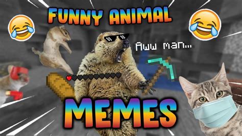 Funny Animal Memes Try Not To Laugh Youtube