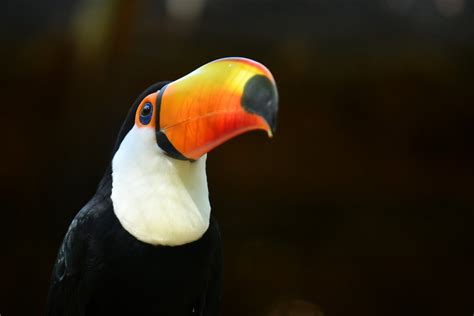 Toco Toucan Ramphastos Toco Zoochat