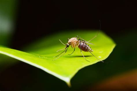What Do Mosquitoes Eat Mosquito Diet In Wisconsin