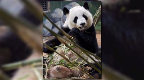 Zoo Atlanta Reveals Giant Panda Expecting Twins