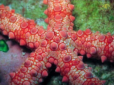 Spiny Sea Star Gomophia Egeriae In 2022 Sea Star Sea Stars