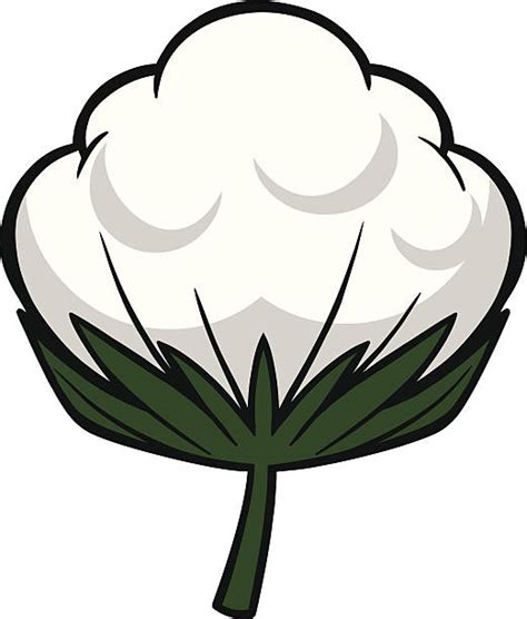 Cartoon Of The Cotton Plants Illustrations Royalty Free Vector