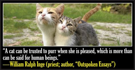 50 Famous Quotes About Cats Cattime