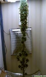 Stealth Marijuana Grow Photos