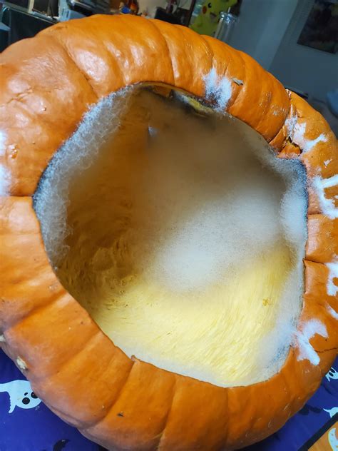 The Mold That Grew In My Jack O Lantern In 2 Days Looks Like Cotton