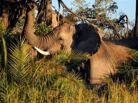 Ten Wild Facts About The Big Five Blog Posts Wwf