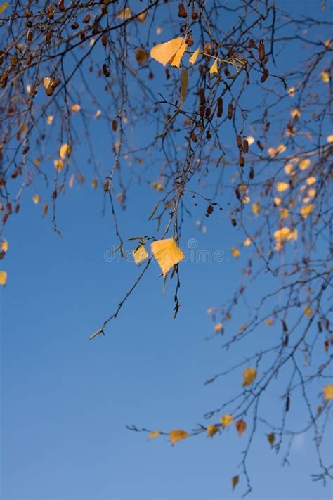 Fall Birch Tree Leaves Stock Image Image Of Foliage 11802577