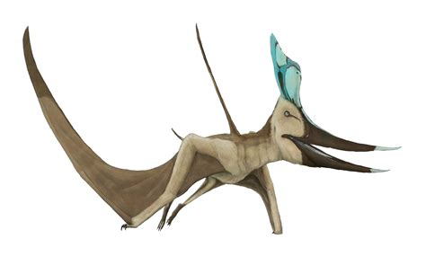 Geosternbergia Late Cretaceous Is One Of The Largest Known Pterosaurs With A Wingspan Of Over