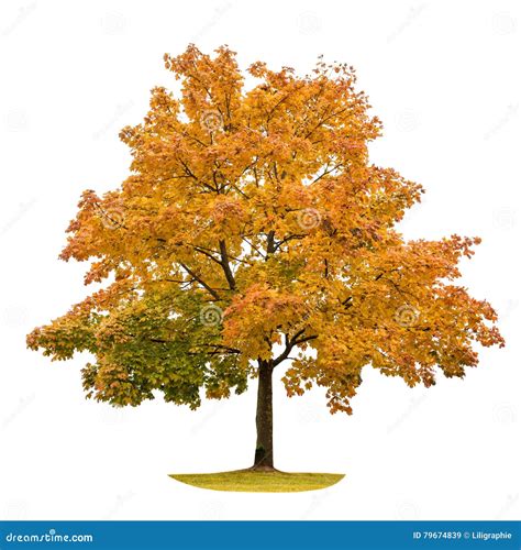 Autumn Maple Tree Isolated On White Background Stock Image Image Of