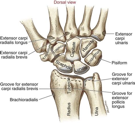 Diatal Forearmand Wrist Bone Anatomy