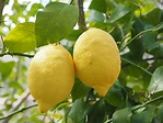 Lemon Limone Tree Citrus × - Free photo on Pixabay