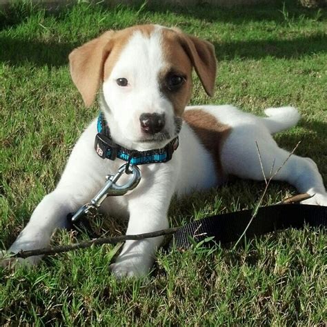 Get to know more about this splendid dog breed! Josey is an 8 week old boxer great dane mix puppy | Pinterest