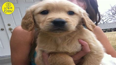 121 best gift ideas for chemo and cancer patients ( they'll love it ! Couple Wants To Give Their Terminally Ill Dog A Gift So ...