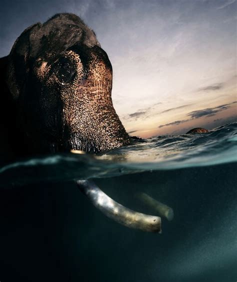 The Last Swimming Elephant In The Andaman Islands India