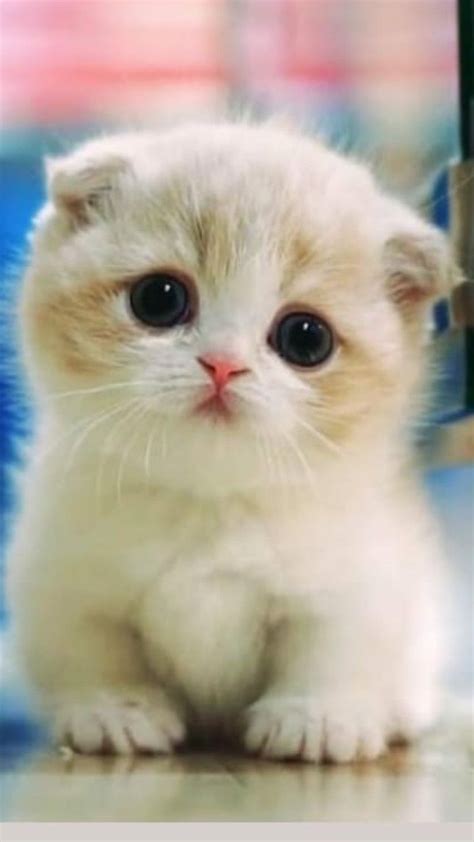 The Cutest Baby Cat In The World