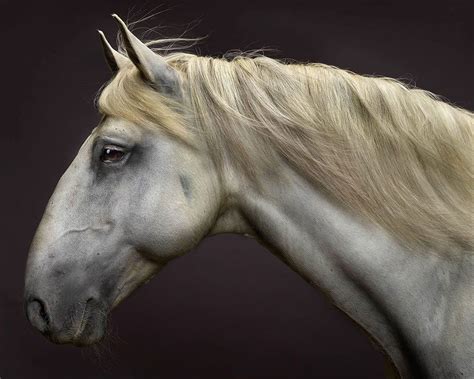 Fine Art Horse Equine Photography Featuring Lusitano Stallion Portraits