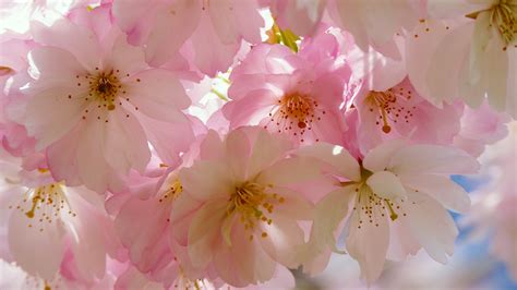 This romantic and cool wallpaper for you. Cherry Blossom Desktop Wallpaper (80+ images)