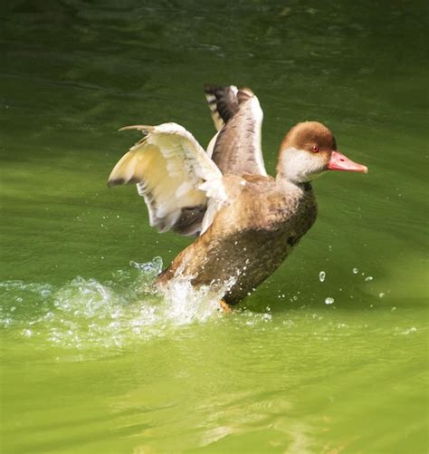 Premium Photo Pochard Pals Quirky Facts About These Duck Friends